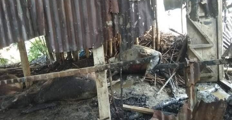 কয়েলের আগুনে পুড়ল কৃষকের স্বপ্ন