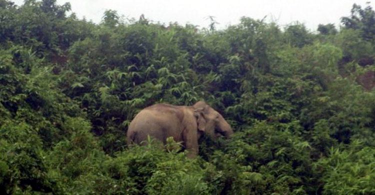 বান্দরবানে বন্য হাতির আক্রমণে দু’জনের মৃত্যু