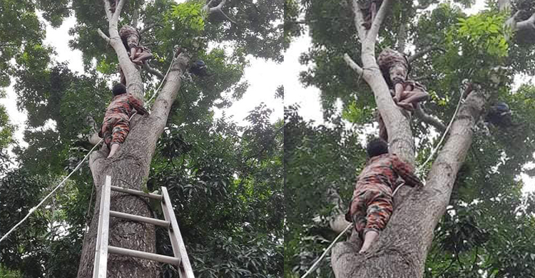 মগডালে যুবক, ৯৯৯ থেকে ফোন পেয়ে উদ্ধার করলো ফায়ার সার্ভিস