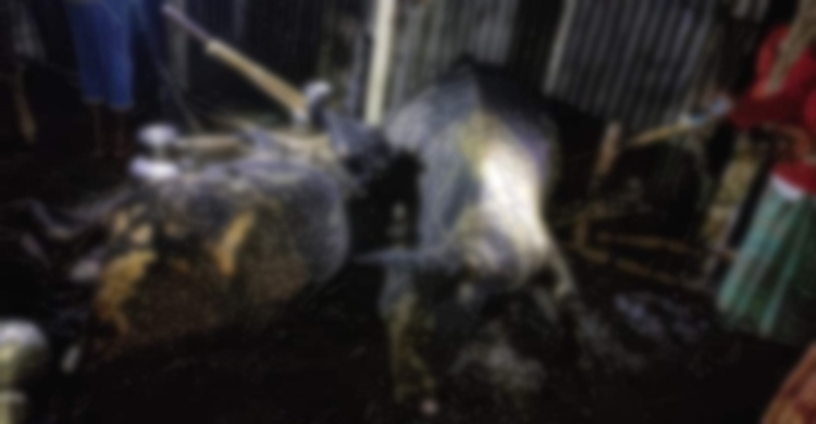 কয়েলের আগুনে ৭ ঘর ভস্মীভূত, মারা গেলো ৩ গরু