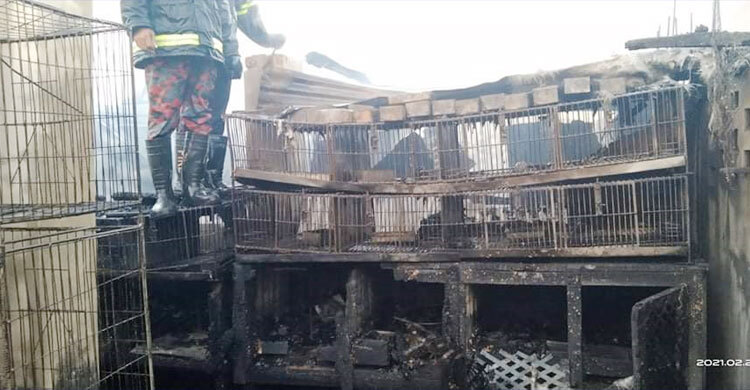 ৩০০ কবুতর ও ১৫০ মুরগি পুড়ে ছাই