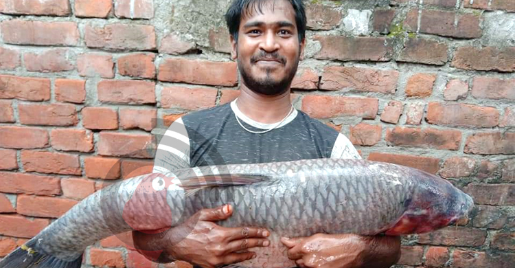 পুকুরের সবচেয়ে বড় মাছটি ধরা দিল রনির বড়শিতে