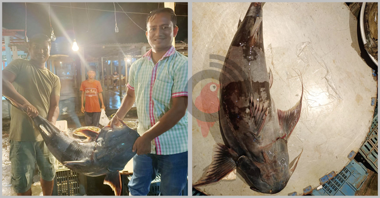 ২০ কেজির বাঘাইড় বিক্রি হলো ১৫ হাজারে