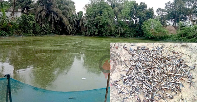 শত্রুতার জেরে পুকুরে বিষ দিয়ে ৩ লাখ টাকার মাছ মেরে ফেলার অভিযোগ