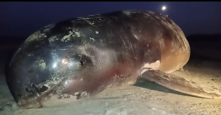 বিশালাকৃতির ডলফিনটির মারা যাওয়ার যেসব কারণ জানা যাচ্ছে