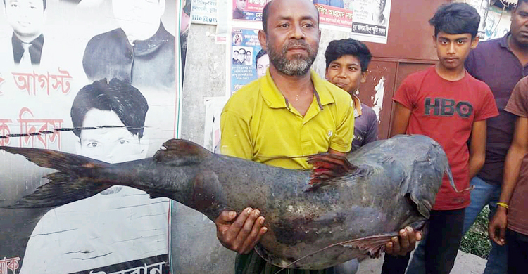 ২৮ কেজির বাঘাইড়, দাম ২৫২০০ টাকা