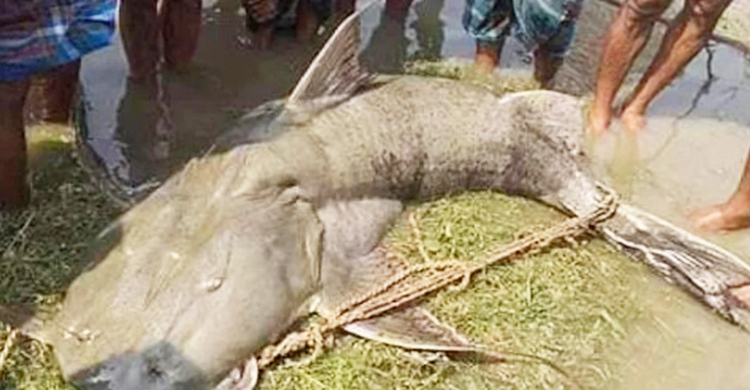 বাবা-ছেলের জালে ৩ মণ ওজনের বাঘাইড়, বিক্রি সোয়া লাখ টাকায়