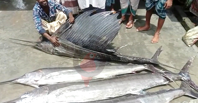 জেলেদের জালে ধরা পড়লো আরও ৭ সেইল ফিশ