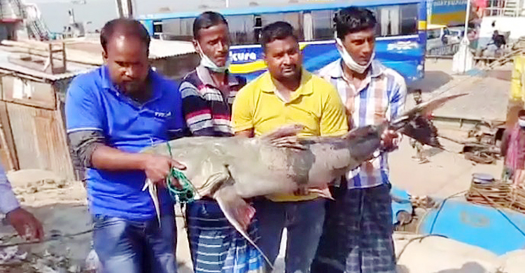 পদ্মার মাছের ওজন-দাম: যত কয় তত নয়