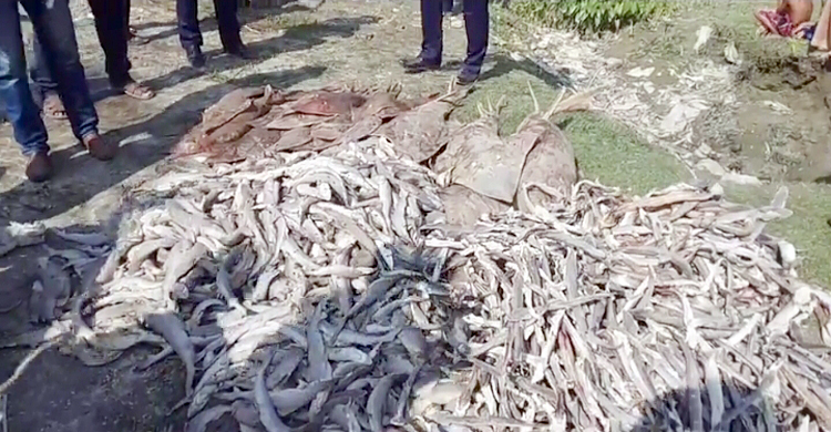 বঙ্গোপসাগরে শিকার করা ১২ মণ হাঙর জব্দ