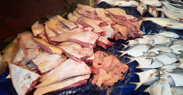 মোংলা বাজারে অবাধে বিক্রি হচ্ছে নিষিদ্ধ শাপলাপাতা মাছ