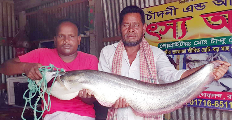 পদ্মায় বড়শিতে ধরা পড়লো সাড়ে ৯ কেজির বোয়াল