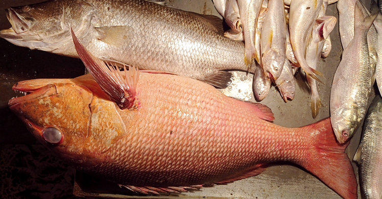 আটলান্টিকের রেড স্ন্যাপার মাছ দেখতে বাজারে ভিড়