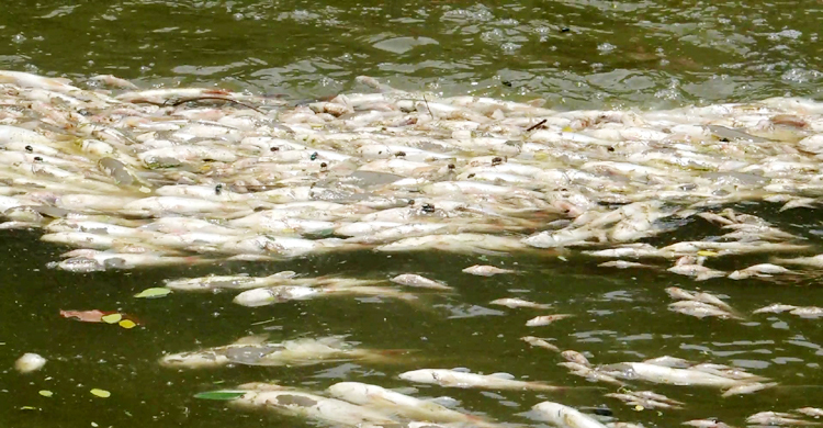 শত্রুতার জেরে পুুকুরে বিষ, মরে ভেসে উঠলো ২ লাখ টাকার মাছ