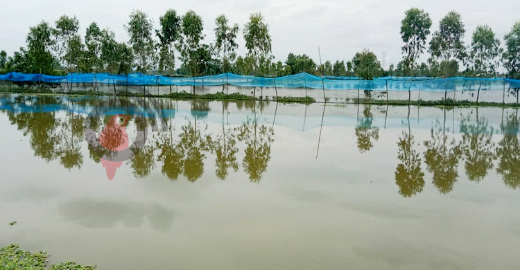 হবিগঞ্জে বানের পানিতে ভেসে গেছে শত কোটি টাকার মাছ
