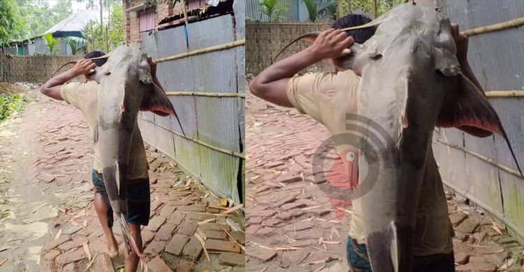 এক বাঘাইড় বিক্রি হলো ৪৫ হাজারে