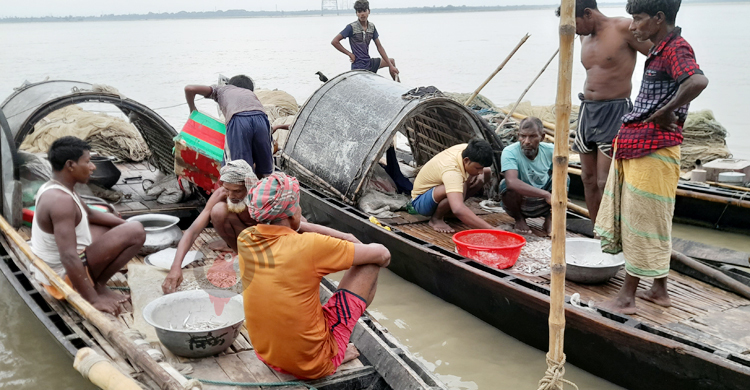 পদ্মায় তীব্র মাছ সংকট, দিশেহারা জেলেরা