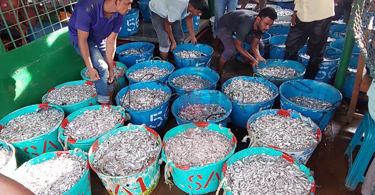 কাপ্তাই হ্রদে প্রাণচাঞ্চল্য ফিরলেও মাছের আকার নিয়ে হতাশা