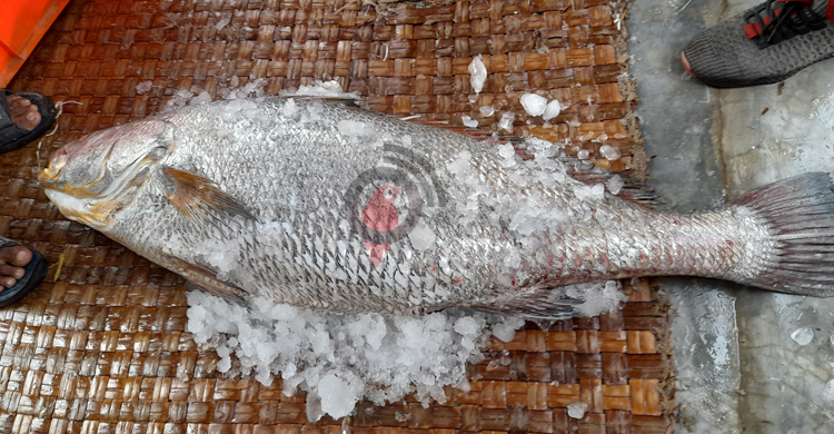 এক ভোল মাছ প্রায় দুই লাখে বিক্রি