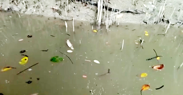 সুন্দরবনে বিষ দিয়ে মাছ মারা ঘটনা তদন্তে কমিটি