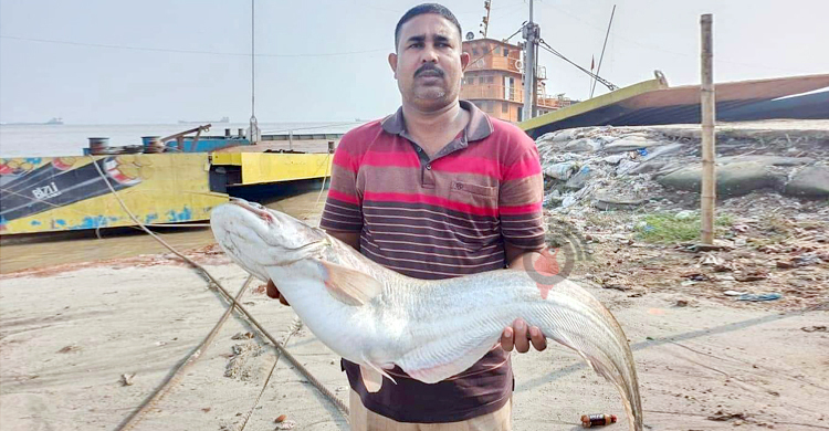 এক বোয়ালের দাম ২৭ হাজার টাকা