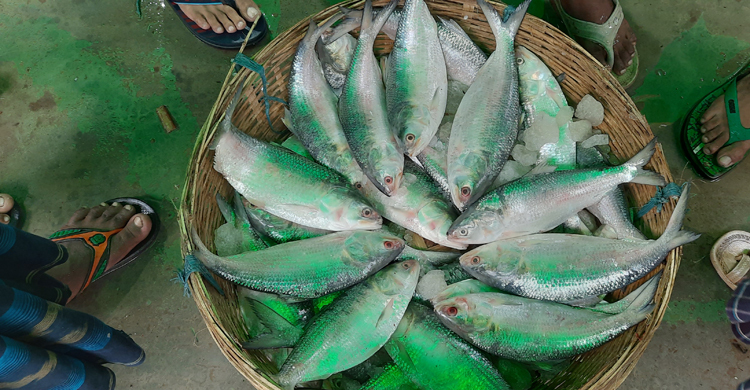 ইলিশ শিকারের শেষ দিনে দামে হতাশ ক্রেতারা