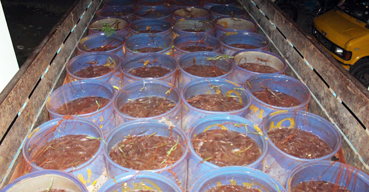 যশোরে আফ্রিকান মাগুরের ৩ টন পোনা ধ্বংস