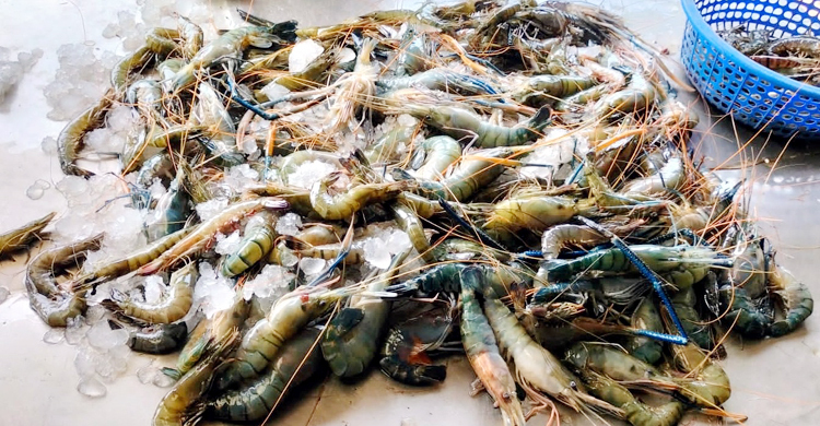 বাগেরহাটে চিংড়ির দামে হতাশ চাষিরা