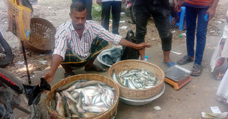 ভোটকেন্দ্রের মাঠে মাছ বিক্রি