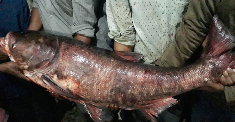 রামসাগরে বড়শিতে ধরা পড়লো ৩০ কেজির বিগহেড