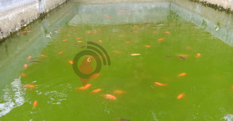 শখ থেকে রঙিন মাছের সফল খামারি বুলবুল
