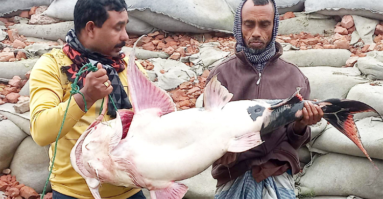 পদ্মার এক বাঘাইড় বিক্রি হলো সাড়ে ৩১ হাজারে
