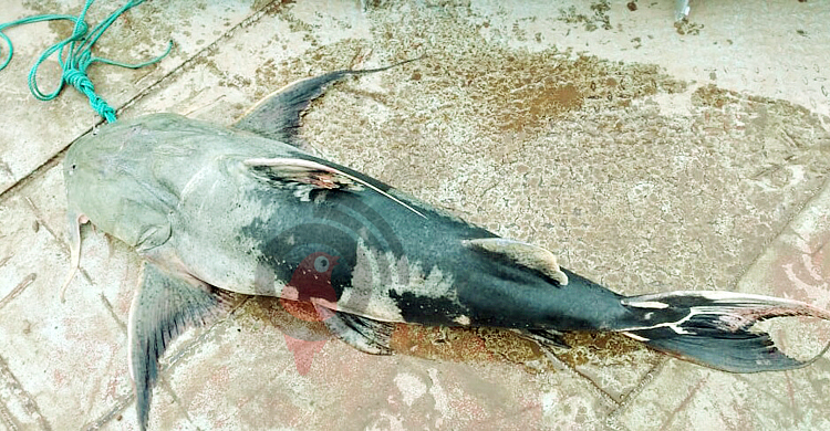 জেলের জালে ধরা পড়লো ৩৯ কেজির বাঘাইড়