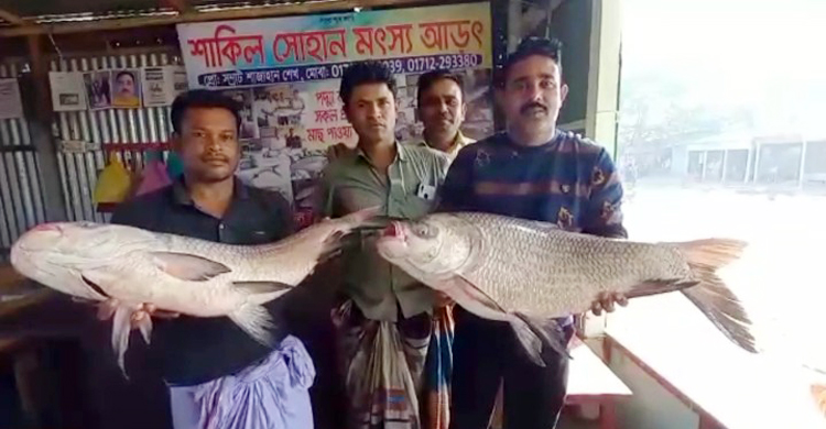 পদ্মার মাছের ওজন-দাম: যত কয় তত নয়