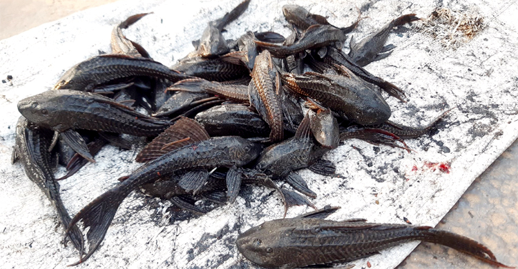 শীতলক্ষ্যায় হরহামেশা মিলছে সাকার ফিশ