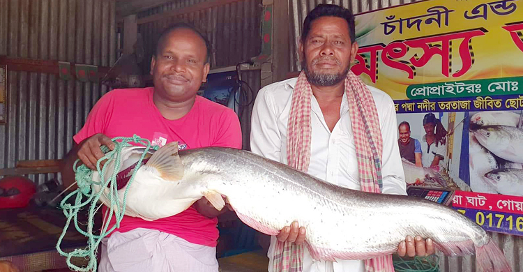 পদ্মায় বড়শিতে ধরা পড়লো সাড়ে ৯ কেজির বোয়াল