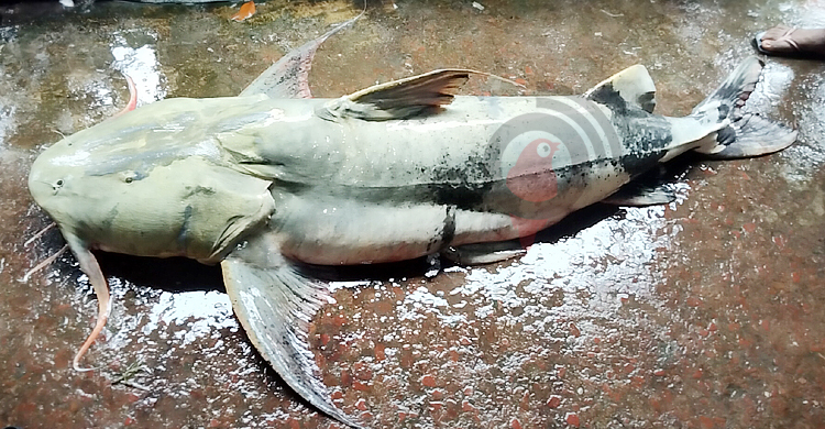 তিস্তায় বড়শিতে ধরা পড়লো দুই মণের বাঘাইড়