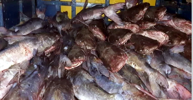 এক জালেই ধরা পড়ল পৌনে ৬ লাখ টাকার মেইদ মাছ