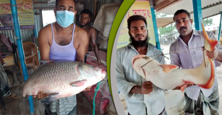 এক কাতল ৪২ হাজার, পাঙাশ বিক্রি হলো ২৪ হাজার টাকায়