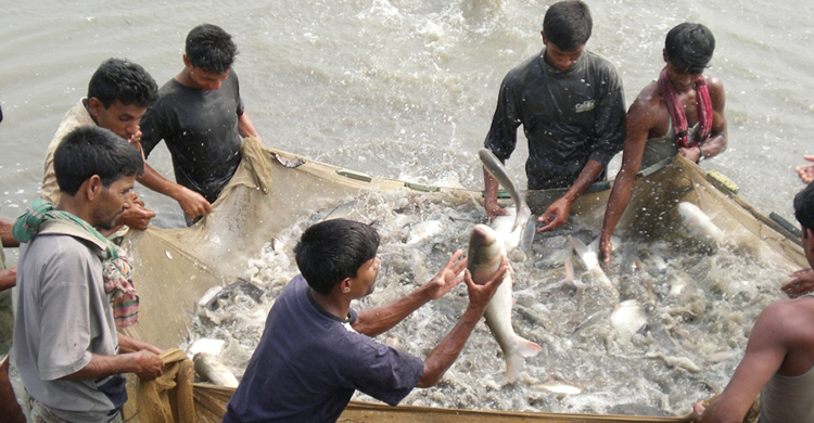 ২১ জুলাই শুরু হচ্ছে জাতীয় মৎস্য সপ্তাহ