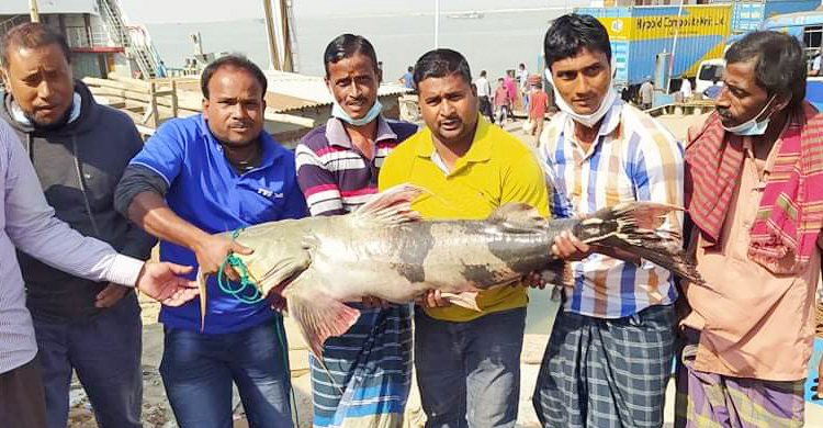 পদ্মায় ধরা পড়ল ২৯ কেজি ওজনের বাঘাইড়, দাম ৩৩ হাজার