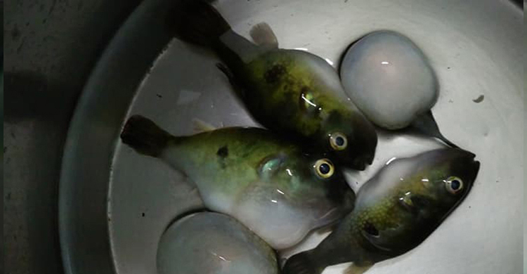 পটকা মাছ খেয়ে প্রাণ গেল বউ-শাশুড়ির, হাসপাতালে শিশু