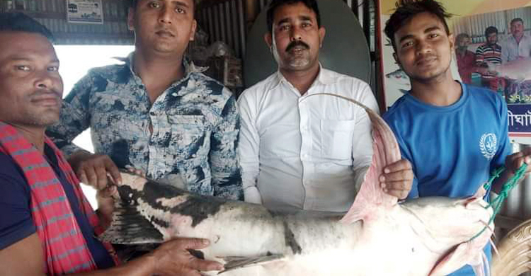 পদ্মায় ধরা পড়ল ৩০ কেজি ওজনের বাঘাইড়
