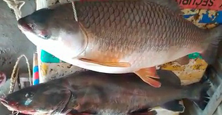 দুই মাছ বেচে ৫১ হাজার টাকা নিয়ে বাড়ি ফিরলেন জেলে