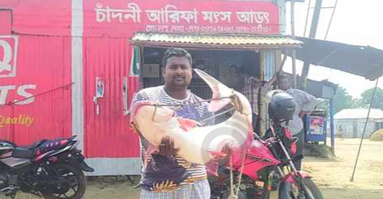 এক পাঙ্গাশই ২১৭০০ টাকায় বিক্রি