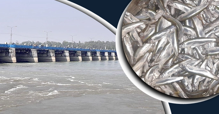 বৈরালিতে হাসি ফুটেছে তিস্তাপাড়ের জেলেদের | ২১ এপ্রিল ২০২১