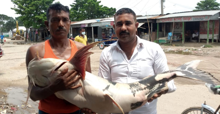 বাঘাইড়টির ওজন ২৫ কেজি