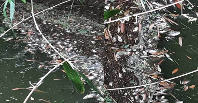 দুর্বৃত্তের বিষে মরলো পুকুর ভরা মাছ