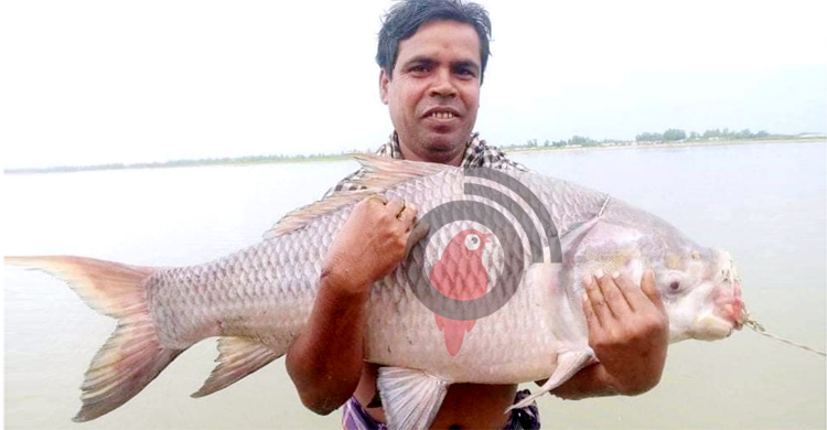 ধরলায় বড়শিতে ধরা পড়ল ১৮ কেজির কাতল