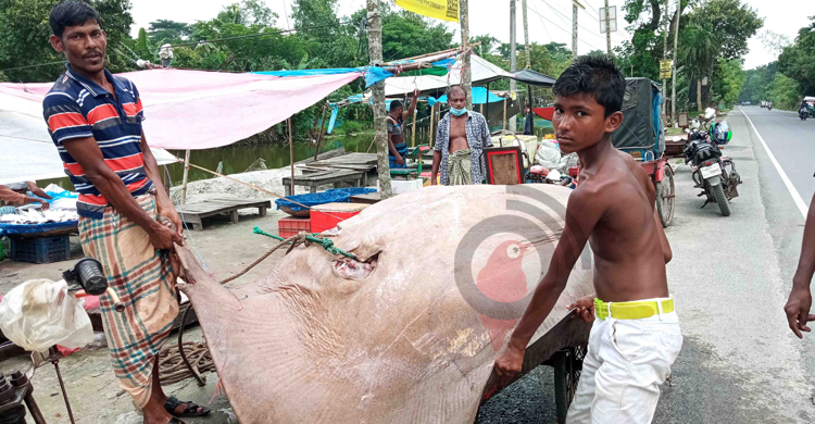 জেলের জালে ৪০০ কেজির শাপলাপাতা মাছ